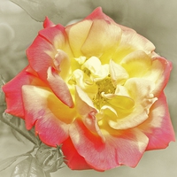 Buy canvas prints of RED AND YELLOW ROSE by Anthony Kellaway