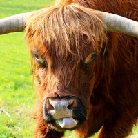 Buy canvas prints of HIGHLAND COW by Anthony Kellaway