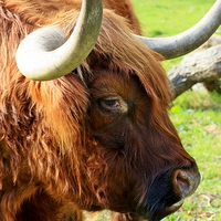 Buy canvas prints of HIGHLAND COW CLOSE UP by Anthony Kellaway