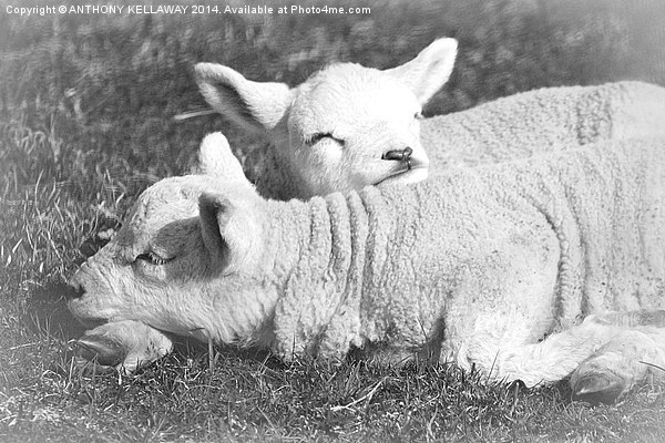 LAMB LAZY DAYS Picture Board by Anthony Kellaway