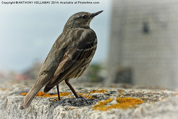 ROCK PIPIT Picture Board by Anthony Kellaway