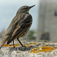Buy canvas prints of ROCK PIPIT by Anthony Kellaway