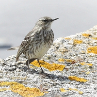 Buy canvas prints of ROCK PIPIT FRONT VIEW by Anthony Kellaway