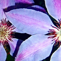 Buy canvas prints of CLEMATIS by Anthony Kellaway