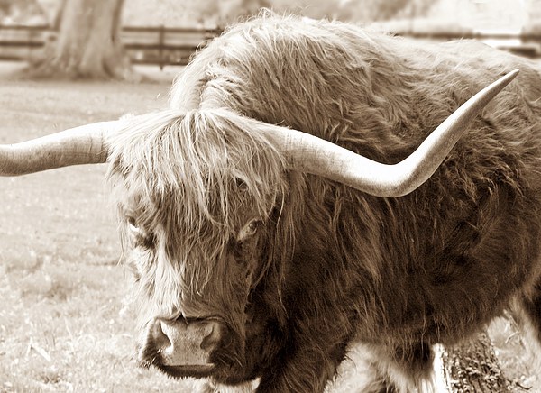 HIGHLAND COW SEPIA Picture Board by Anthony Kellaway