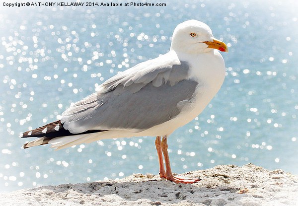 HERRING GULL Picture Board by Anthony Kellaway