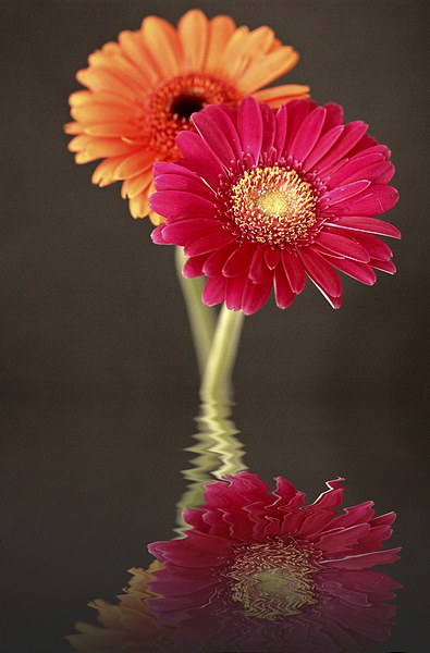 GERBERA REFLECTIONS Picture Board by Anthony Kellaway