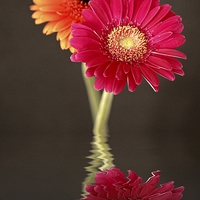 Buy canvas prints of GERBERA REFLECTIONS by Anthony Kellaway