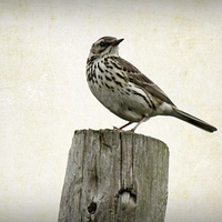 Buy canvas prints of MEADOW PIPIT by Anthony Kellaway