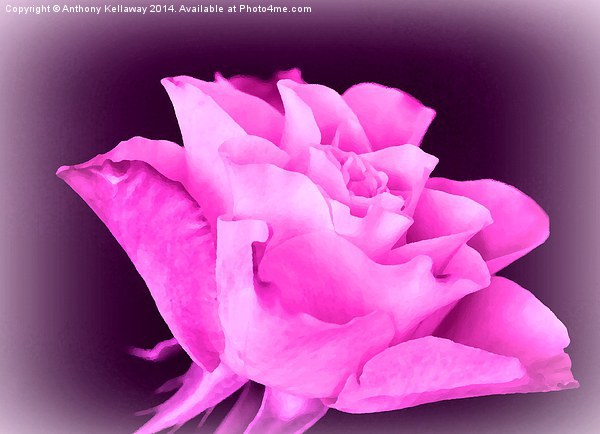 LILAC ROSE Picture Board by Anthony Kellaway