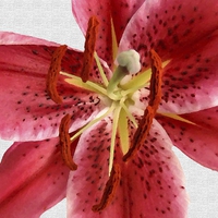 Buy canvas prints of TIGER LILY IN OILS by Anthony Kellaway