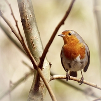 Buy canvas prints of ROBIN by Anthony Kellaway
