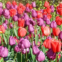 Buy canvas prints of TULIPS by Anthony Kellaway