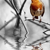 Buy canvas prints of ROBIN REFLECTIONS by Anthony Kellaway