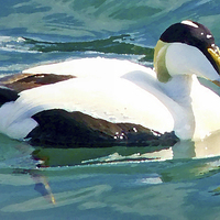 Buy canvas prints of EIDER DUCK WITH OIL PAINTING EFFECT by Anthony Kellaway