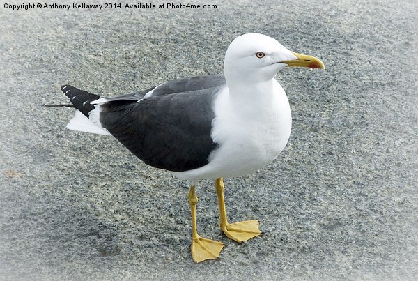 LESSER BLACK BACKED GULL Picture Board by Anthony Kellaway