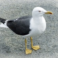 Buy canvas prints of LESSER BLACK BACKED GULL by Anthony Kellaway