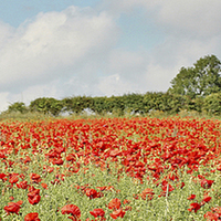 Buy canvas prints of POPPY PANORAMIC by Anthony Kellaway