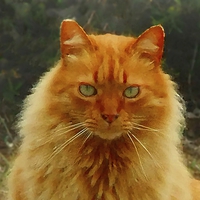 Buy canvas prints of GINGER MOGGY OIL PAINTING by Anthony Kellaway