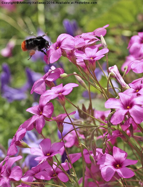 BEE ON OXALIS PINK FLOWERS Picture Board by Anthony Kellaway