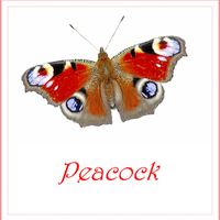 Buy canvas prints of PEACOCK BUTTERFLY by Anthony Kellaway