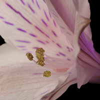 Buy canvas prints of LILAC LILY by Anthony Kellaway