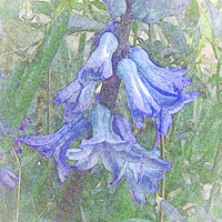 Buy canvas prints of BLUEBELLS WATER COLOUR by Anthony Kellaway