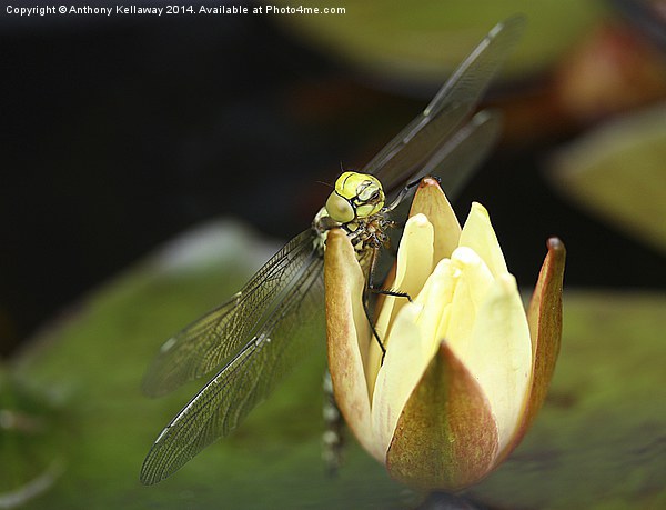 DRAGONFLY Picture Board by Anthony Kellaway