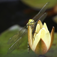 Buy canvas prints of DRAGONFLY by Anthony Kellaway