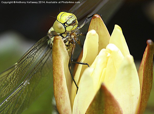 DRAGONFLY MACRO Picture Board by Anthony Kellaway