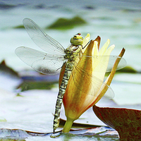Buy canvas prints of DRAGONFLY ON LILY by Anthony Kellaway