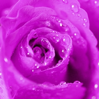 Buy canvas prints of LILAC ROSE by Anthony Kellaway