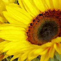Buy canvas prints of  SUNFLOWER by Anthony Kellaway