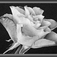 Buy canvas prints of  ROSE IN BLACK AND WHITE by Anthony Kellaway