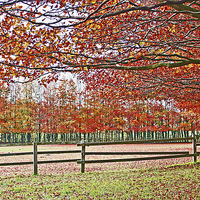 Buy canvas prints of  AUTUMN COLOURS by Anthony Kellaway