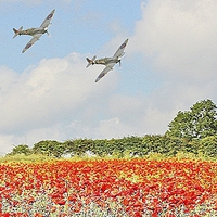 Buy canvas prints of SPITFIRES LOW FLY PAST OVER POPPY FIELDS by Anthony Kellaway