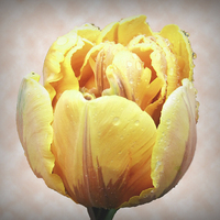 Buy canvas prints of  YELLOW TULIP by Anthony Kellaway