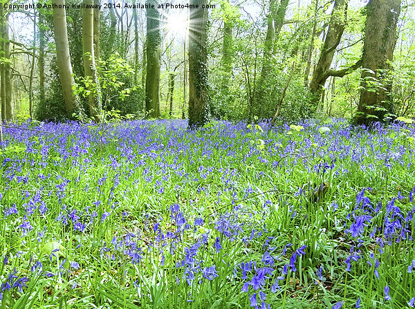  SPRING BLUEBELLS  Picture Board by Anthony Kellaway