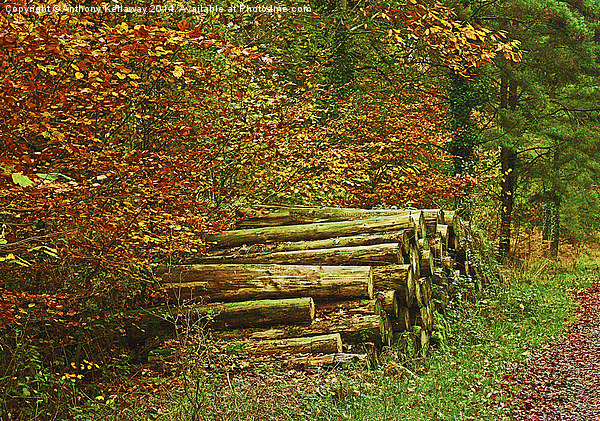  NEW FOREST WOOD STACK IN AUTUMN Picture Board by Anthony Kellaway