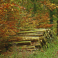 Buy canvas prints of  NEW FOREST WOOD STACK IN AUTUMN by Anthony Kellaway