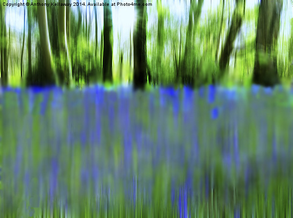  BLUEBELL ABSTRACT Picture Board by Anthony Kellaway
