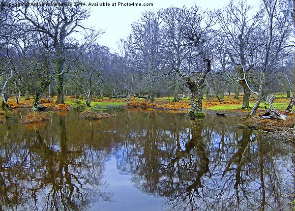  NEW FOREST POND REFLECTIONS Picture Board by Anthony Kellaway