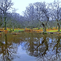 Buy canvas prints of  NEW FOREST POND REFLECTIONS by Anthony Kellaway