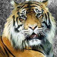 Buy canvas prints of TIGER   by Anthony Kellaway