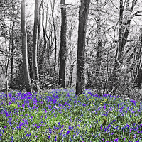 Buy canvas prints of  BLUEBELLS by Anthony Kellaway