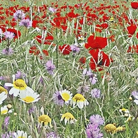 Buy canvas prints of  FIELDS OF COLOUR by Anthony Kellaway