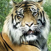 Buy canvas prints of  TIGER by Anthony Kellaway