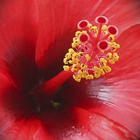 Buy canvas prints of Red Hibiscus flower by Anthony Kellaway