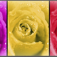 Buy canvas prints of  ROSES by Anthony Kellaway