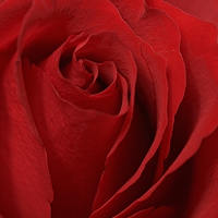 Buy canvas prints of  RED ROSE by Anthony Kellaway